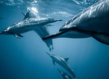 大发官方：从信任到共创的数字生活新入口